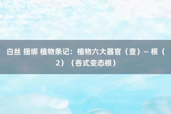 白丝 捆绑 植物条记：植物六大器官（壹）— 根（2）（各式变态根）